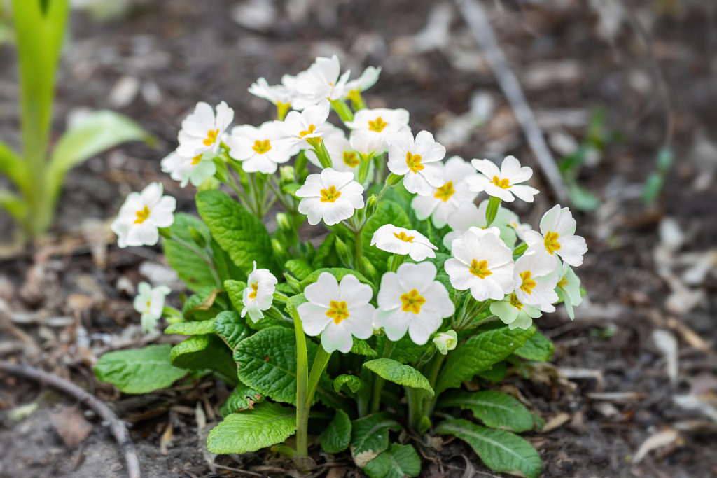 Çuha Çiçeği Primula 50 Adet