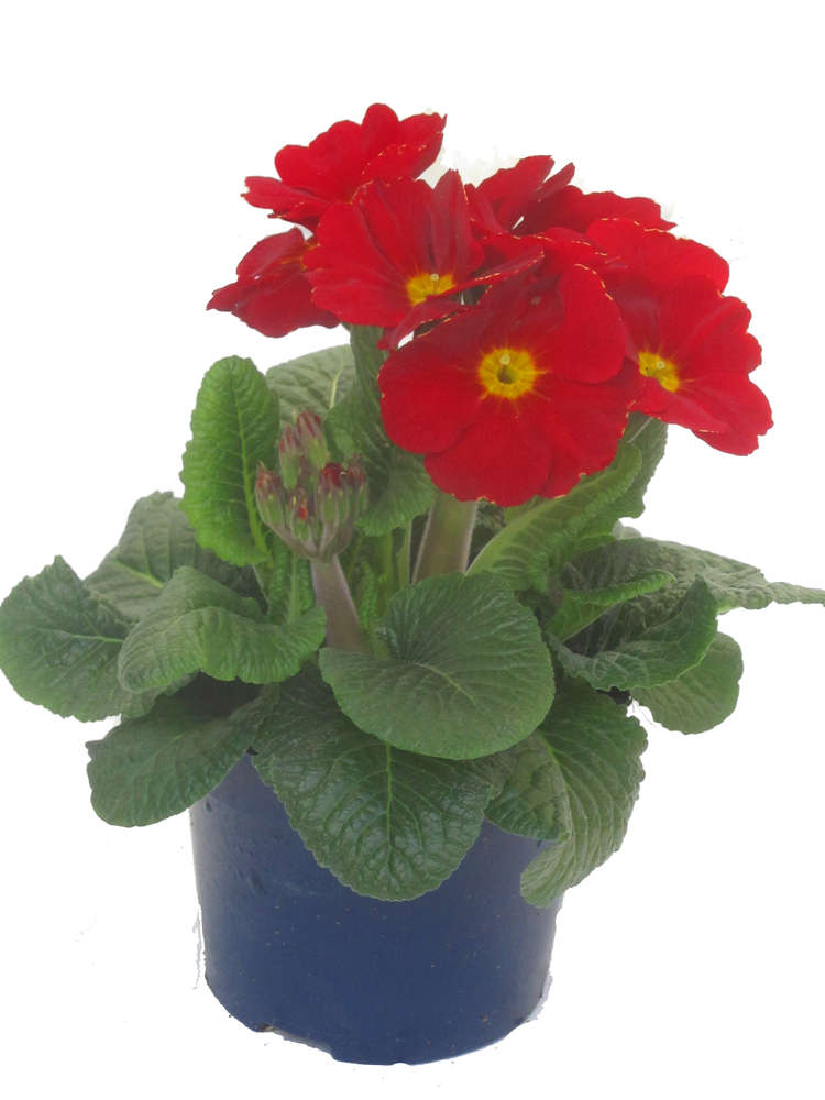 Çuha Çiçeği Primula 50 Adet