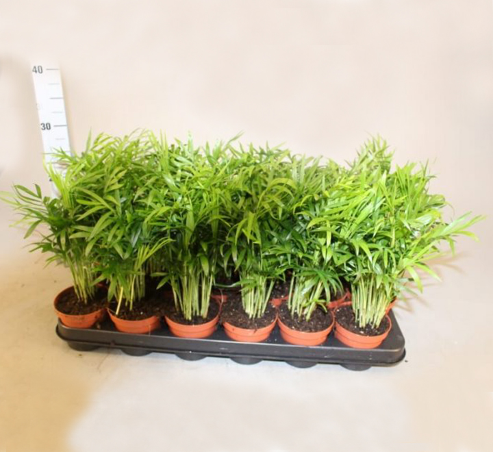 Dağ Palmiyesi -Chamaedorea Elegans 15 cm