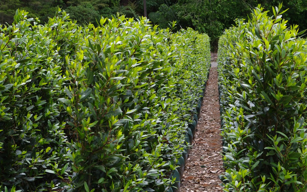 Defne - Laurus nobilis L. 20 Adet Defne - Laurus nobilis L. 20 Adet