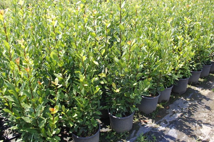 Defne - Laurus nobilis L. 20 Adet