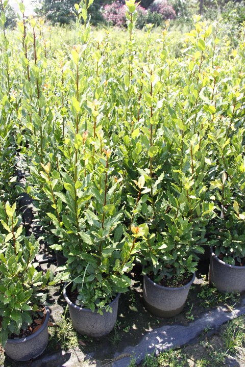 Defne - Laurus nobilis L. 5 Adet