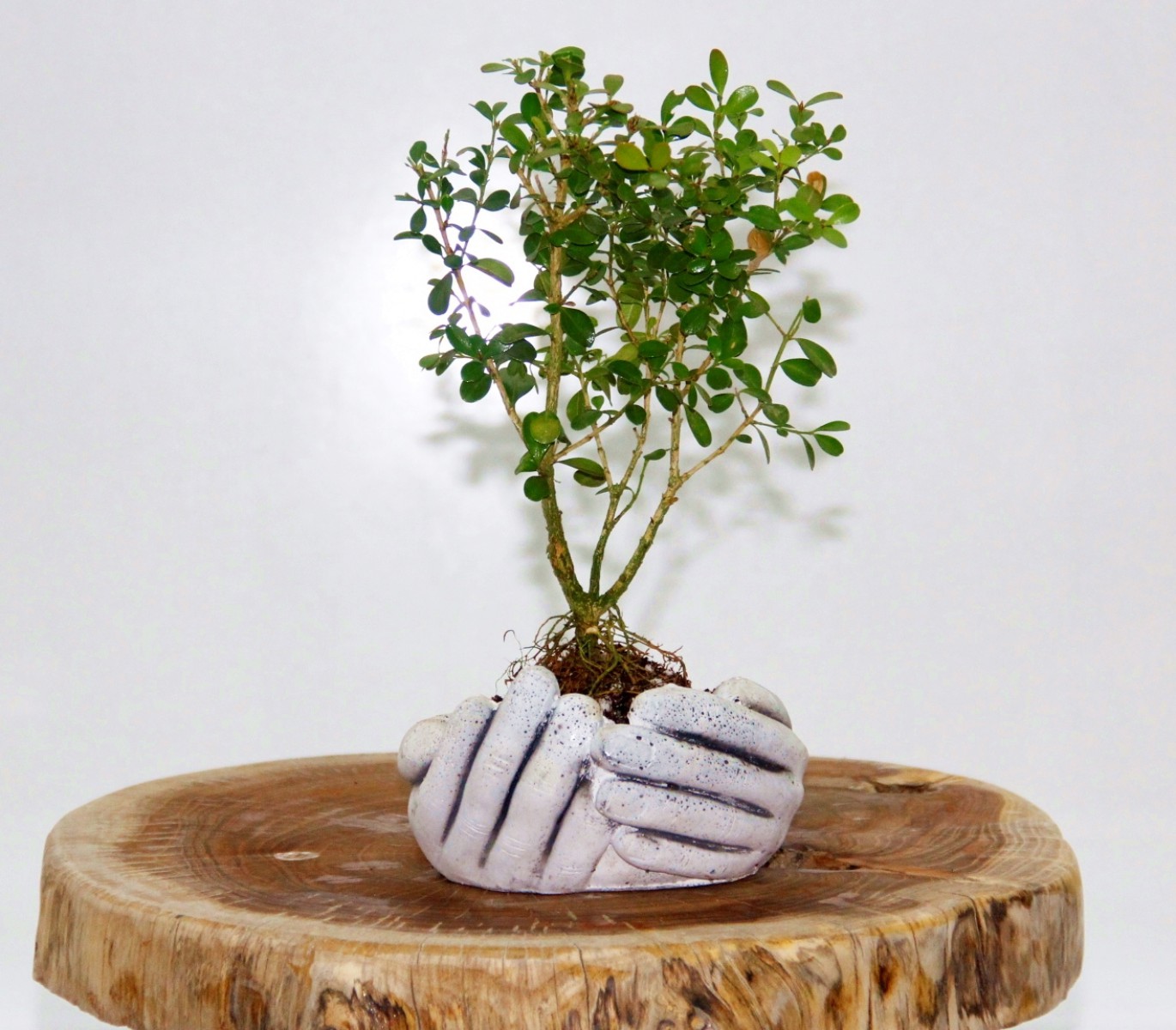 Dekoratif Avuç Saksıda Bonsai Buxus 2 Adet Dekoratif Avuç Saksıda Bonsai Buxus 2 Adet