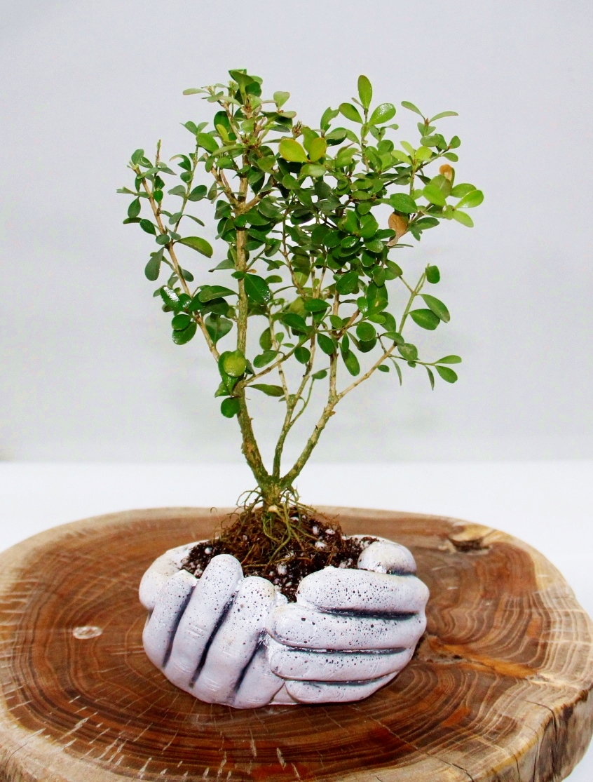 Dekoratif Avuç Saksıda Bonsai Buxus 2 Adet Dekoratif Avuç Saksıda Bonsai Buxus 2 Adet