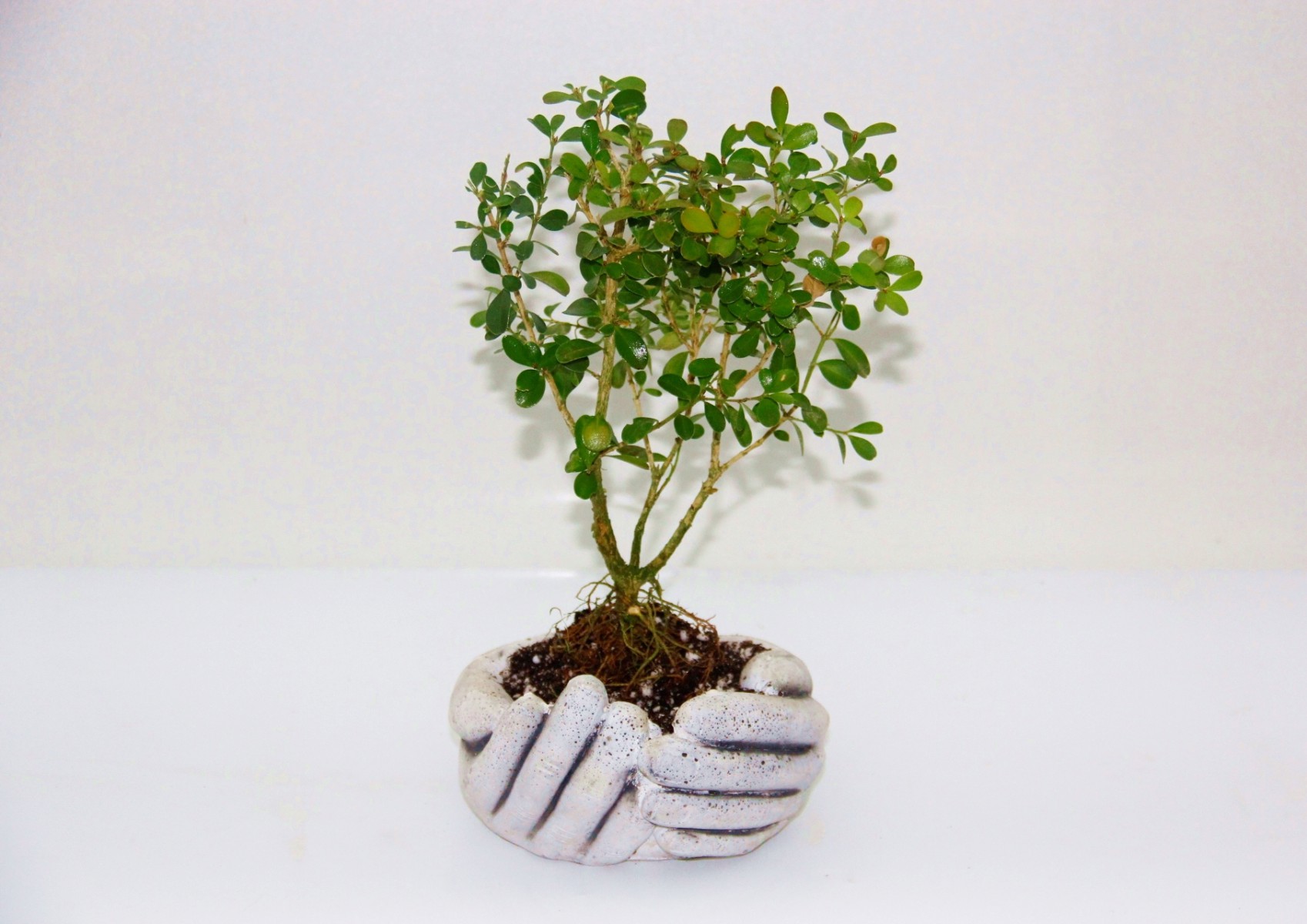 Dekoratif Avuç Saksıda Bonsai Buxus Dekoratif Avuç Saksıda Bonsai Buxus