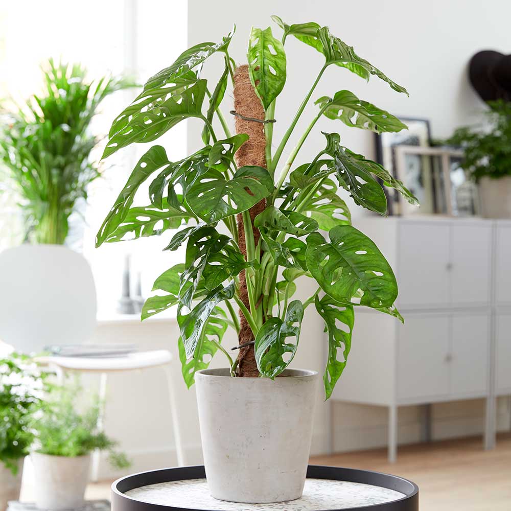 Delikli Devetabanı (Monstera Adansonii Monkey Mask) Sopalı 2 Adet