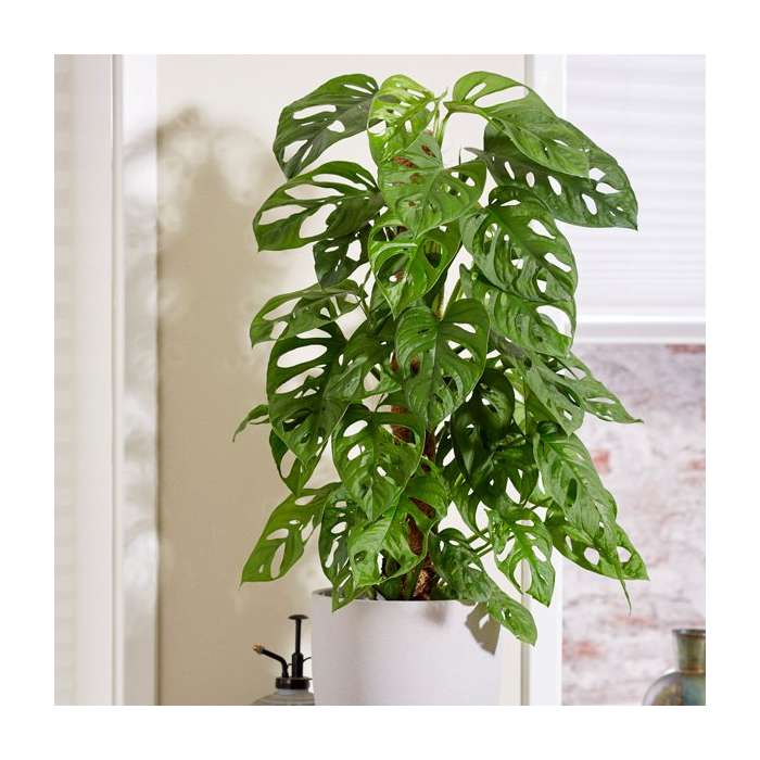 Delikli Devetabanı (Monstera Adansonii Monkey Mask) Sopalı 2 Adet