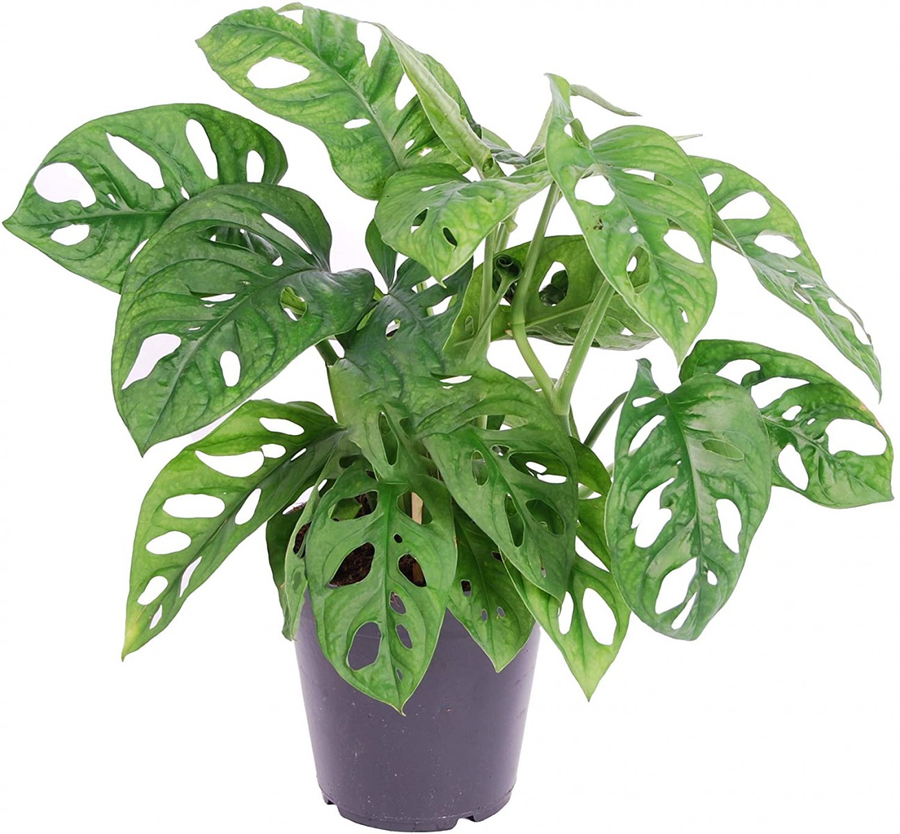 Delikli Devetabanı (Monstera Adansonii Monkey) Saksılı Delikli Devetabanı (Monstera Adansonii Monkey) Saksılı