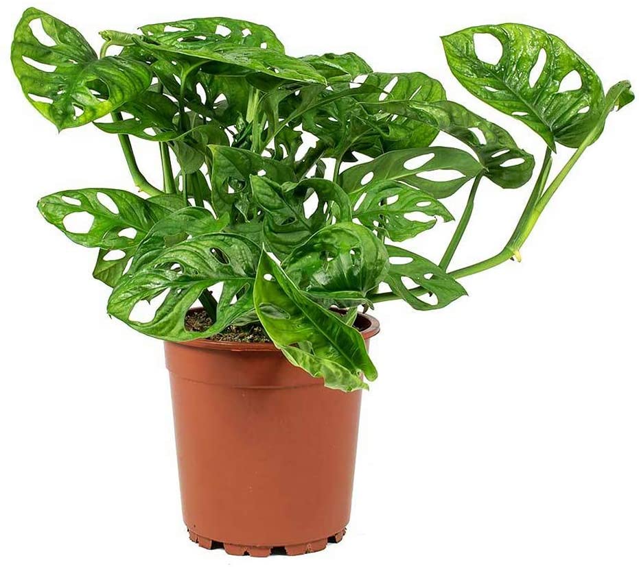 Delikli Devetabanı (Monstera Adansonii Monkey) Saksılı Delikli Devetabanı (Monstera Adansonii Monkey) Saksılı