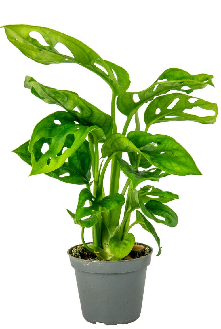 Delikli Devetabanı (Monstera Adansonii Monkey) Saksılı Delikli Devetabanı (Monstera Adansonii Monkey) Saksılı