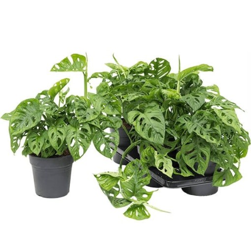 Delikli Devetabanı (Monstera Adansonii Monkey) Saksılı Delikli Devetabanı (Monstera Adansonii Monkey) Saksılı