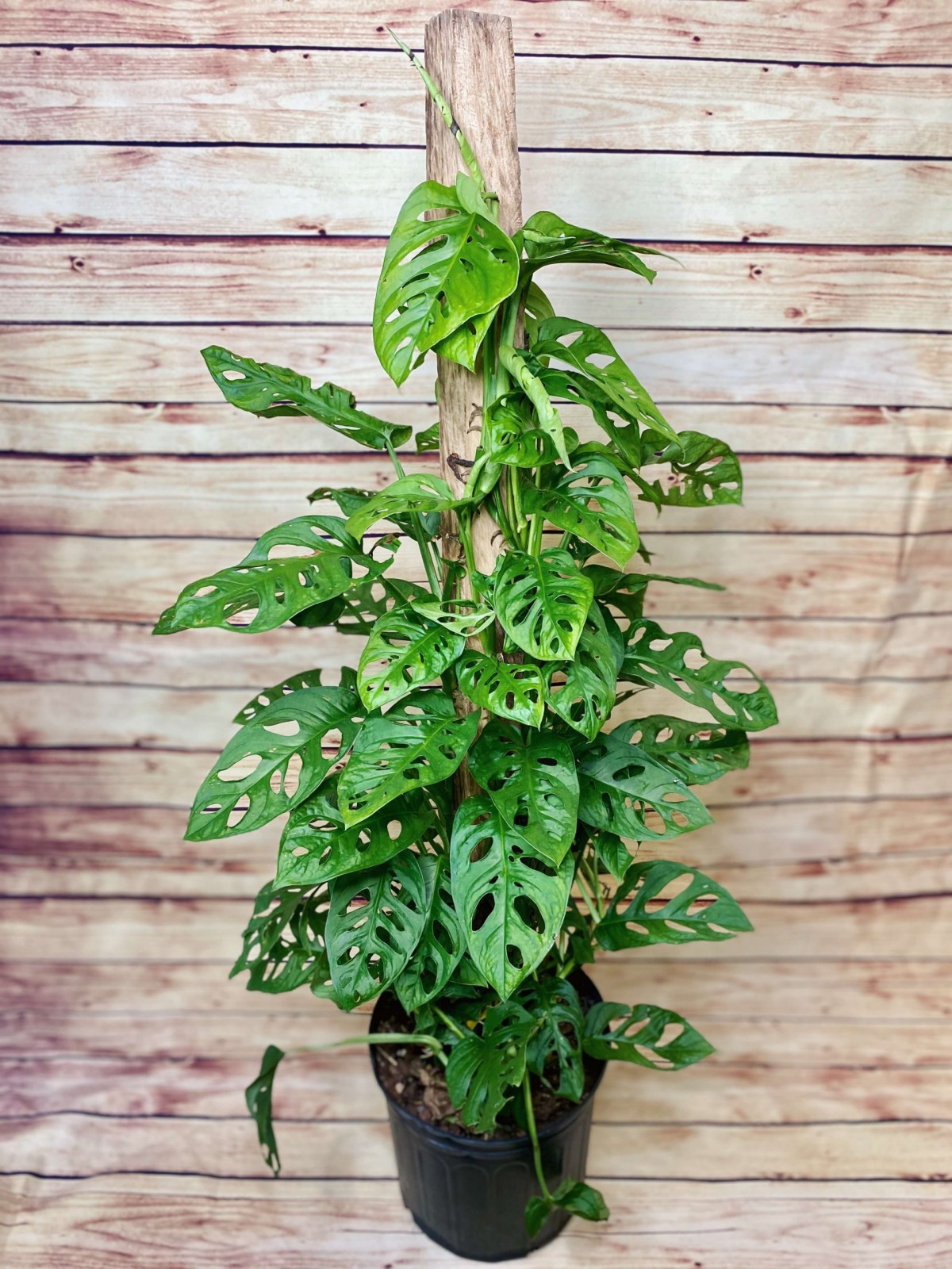 Delikli Monstera (Monstera Adonsonii Monkey Mask) Sopalı Delikli Monstera (Monstera Adonsonii Monkey Mask) Sopalı