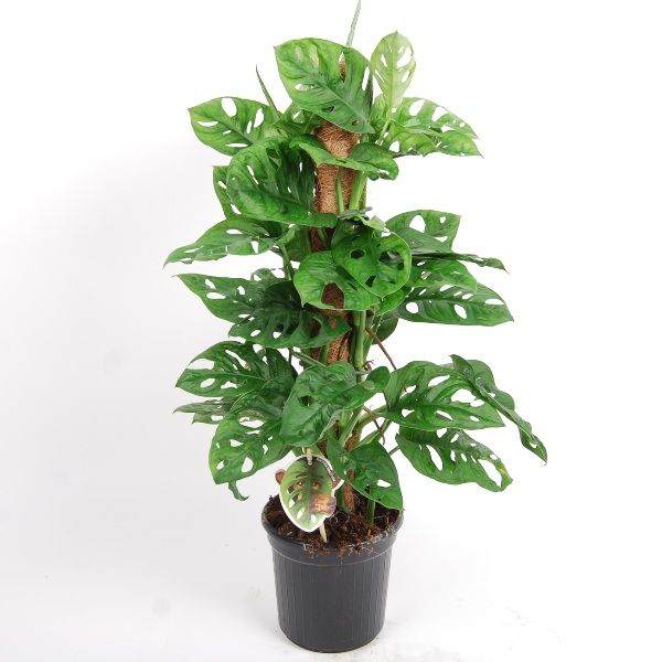 Delikli Monstera (Monstera Adonsonii Monkey Mask) Sopalı Delikli Monstera (Monstera Adonsonii Monkey Mask) Sopalı