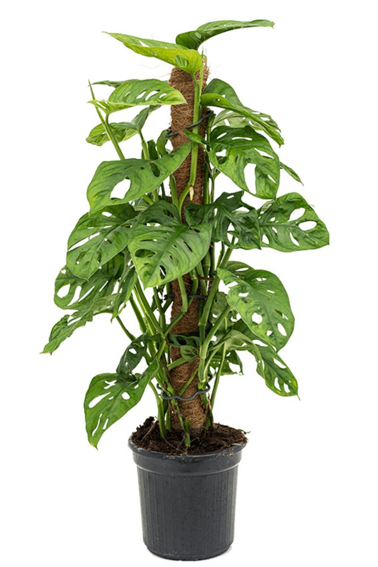 Delikli Monstera (Monstera Adonsonii Monkey Mask) Sopalı Delikli Monstera (Monstera Adonsonii Monkey Mask) Sopalı