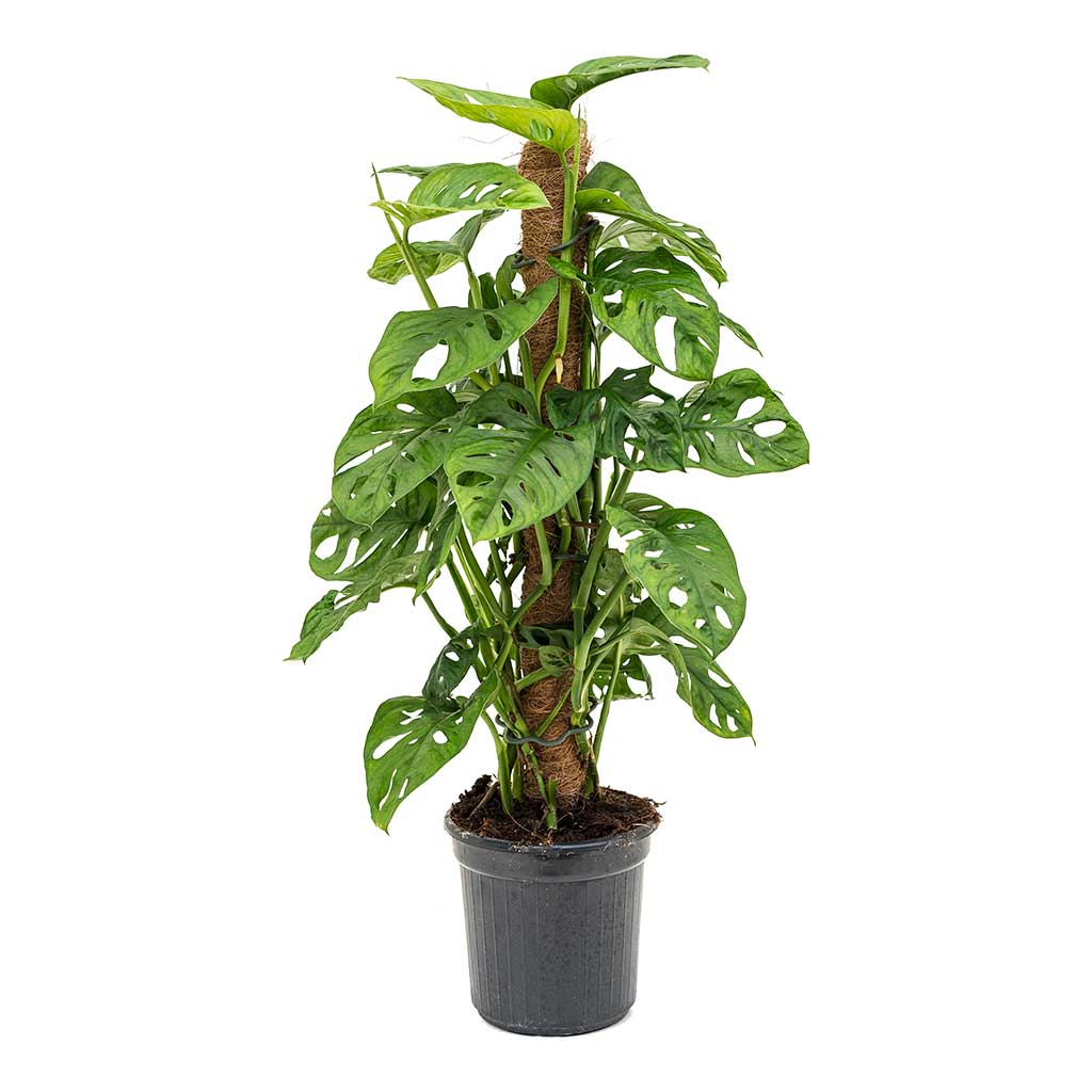 Delikli Monstera (Monstera Adonsonii Monkey Mask) Sopalı Delikli Monstera (Monstera Adonsonii Monkey Mask) Sopalı