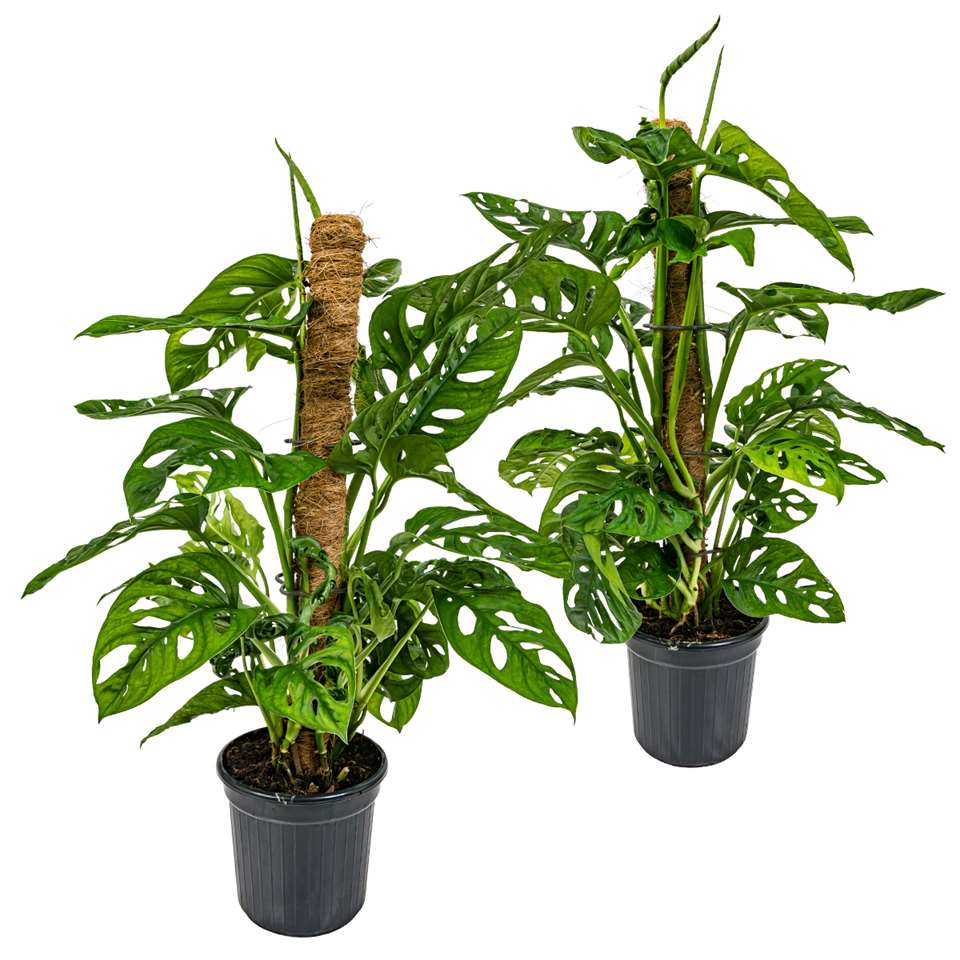 Delikli Monstera (Monstera Adonsonii Monkey Mask) Sopalı Delikli Monstera (Monstera Adonsonii Monkey Mask) Sopalı
