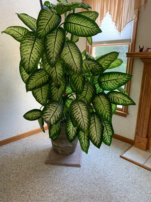 Difenbahya (Tropik) - Ağlayan Çiçek 60 cm Difenbahya (Tropik) - Ağlayan Çiçek 60 cm