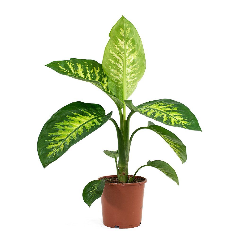 Difenbahya (Tropik) - Ağlayan Çiçek 60 cm Difenbahya (Tropik) - Ağlayan Çiçek 60 cm