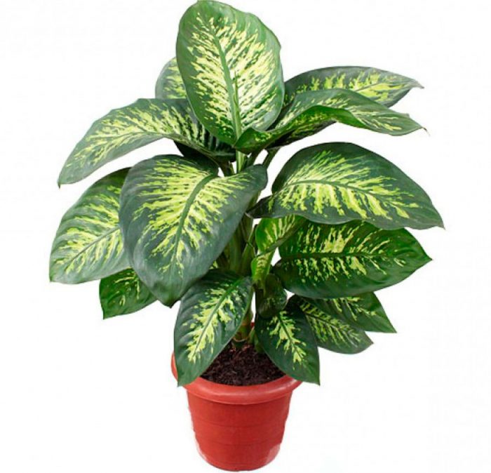 Difenbahya - Tropik 60-80 cm 2 Adet Difenbahya - Tropik 60-80 cm 2 Adet