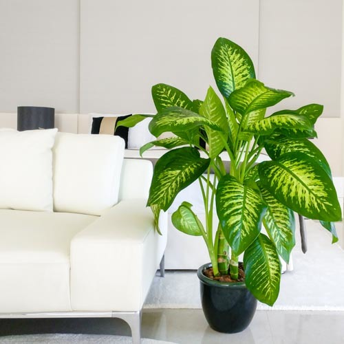 Difenbahya - Tropik 60-80 cm 3 Adet Difenbahya - Tropik 60-80 cm 3 Adet