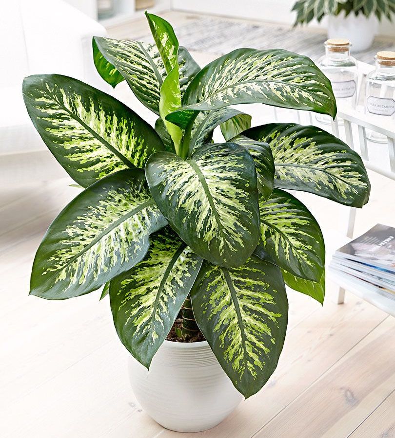 Difenbahya - Tropik 60-80 cm Difenbahya - Tropik 60-80 cm