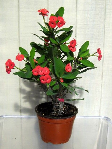 Dikenler Tacı - Euphorbia milii Kırmızı Dikenler Tacı - Euphorbia milii Kırmızı