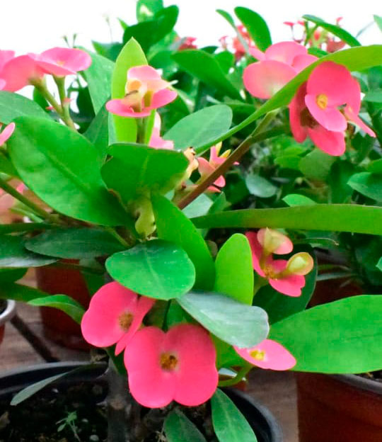 Dikenler Tacı - Euphorbia milii Kırmızı Dikenler Tacı - Euphorbia milii Kırmızı