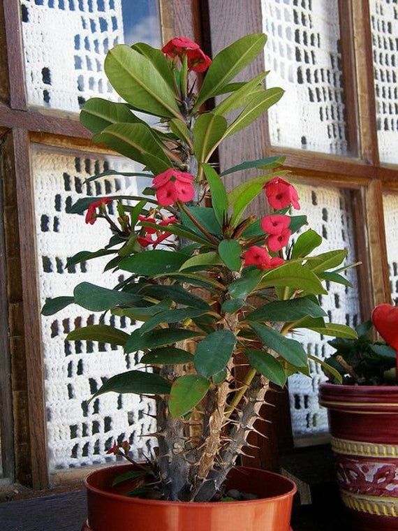 Dikenler Tacı - Euphorbia milii Kırmızı Dikenler Tacı - Euphorbia milii Kırmızı