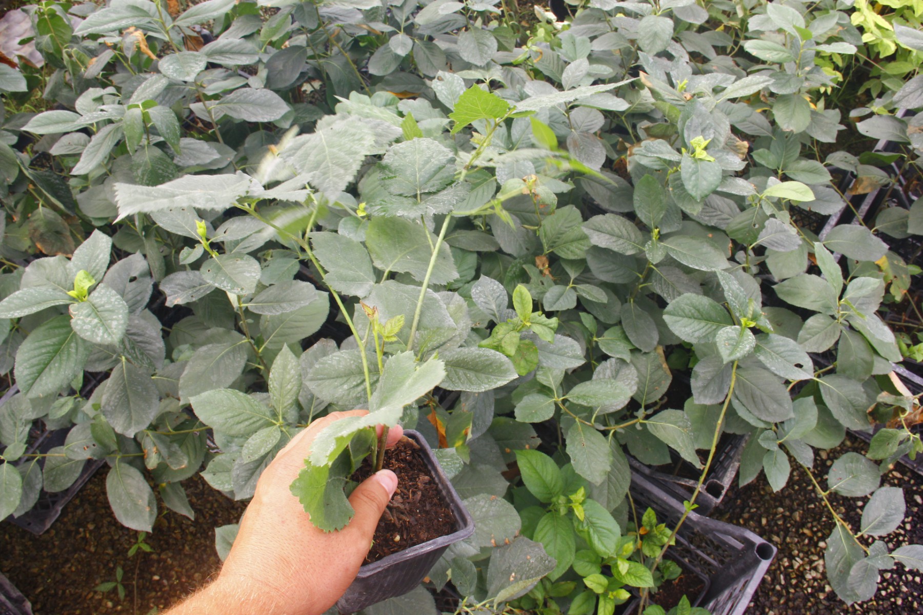 Dikensiz Jumbo Böğürtlen Fidanı 2 Yaş Tüplü 3 Adet Dikensiz Jumbo Böğürtlen Fidanı 2 Yaş Tüplü 3 Adet