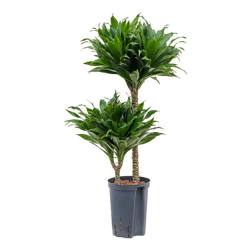 Draceana Compacta 2 Gövdeli Draceana Compacta 2 Gövdeli