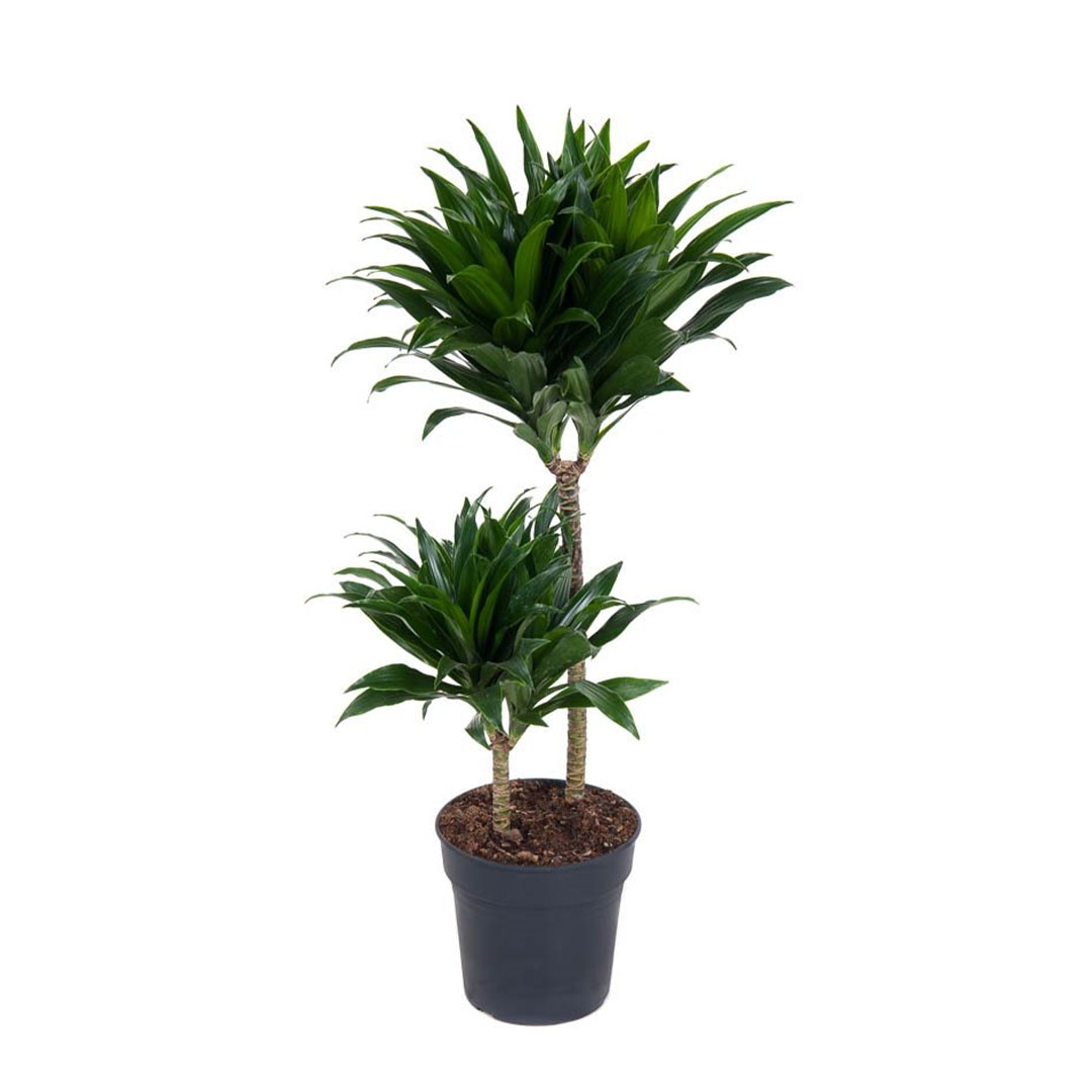 Draceana Compacta 2 Gövdeli Draceana Compacta 2 Gövdeli