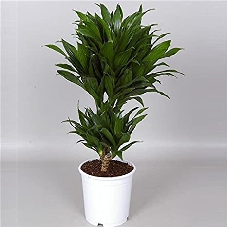 Draceana Compacta 2 Gövdeli Draceana Compacta 2 Gövdeli