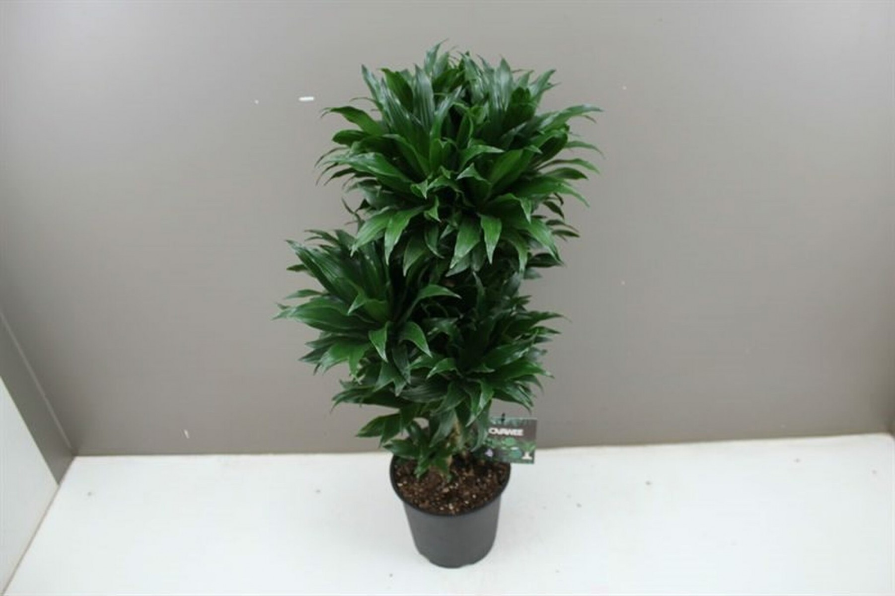 Draceana Compacta 2 Gövdeli