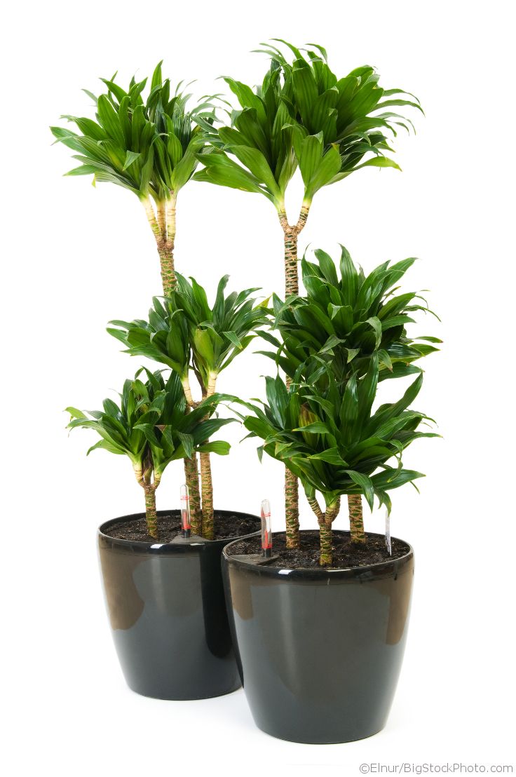Draceana Compacta 3 Gövdeli Draceana Compacta 3 Gövdeli