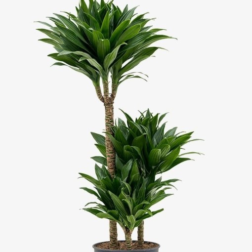 Draceana Compacta  3 Gövdeli