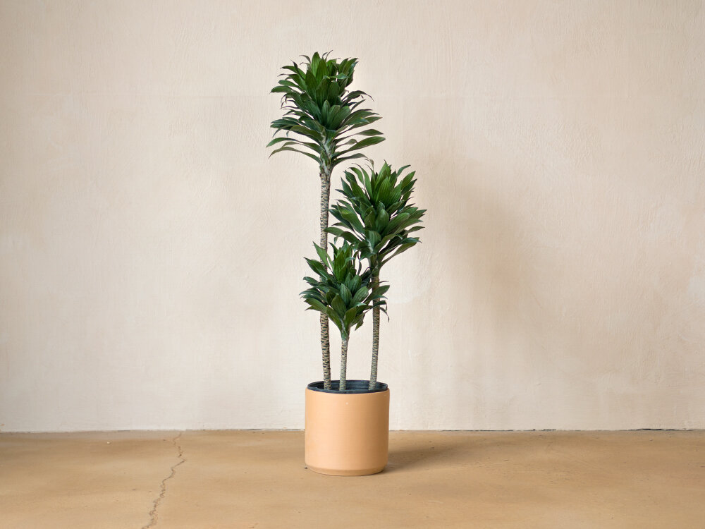 Draceana Compacta  3 Gövdeli