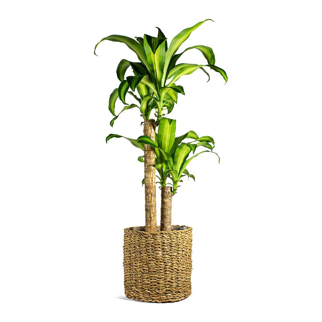 Dracena Massengena 2’li 100-120 cm Dracena Massengena 2’li 100-120 cm