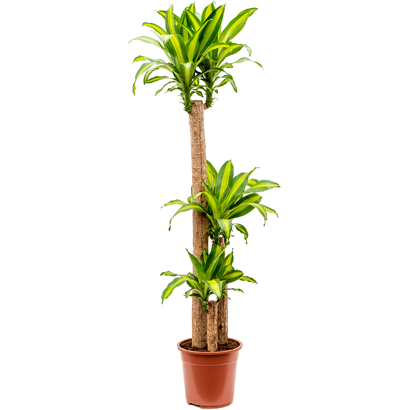 Dracena Massengena 3’lü 100-125 cm Dracena Massengena 3’lü 100-125 cm