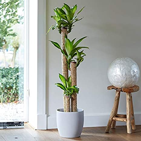 Dracena Massengena 3’lü 100-125 cm Dracena Massengena 3’lü 100-125 cm