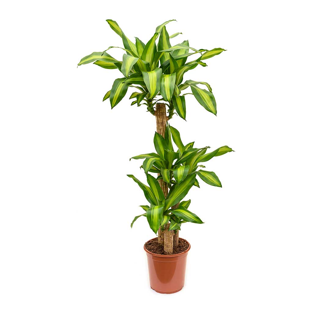 Dracena Massengena 3’lü 100-125 cm Dracena Massengena 3’lü 100-125 cm