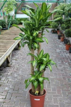Dracena Massengena 3’lü 100-125 cm Dracena Massengena 3’lü 100-125 cm