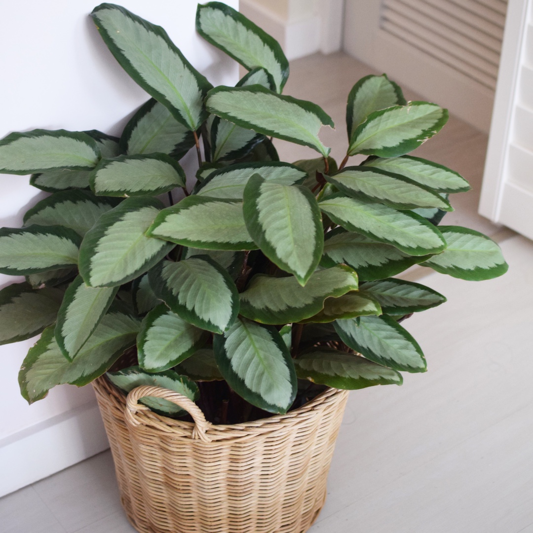 Dua Çiçeği - Calathea Picturata
