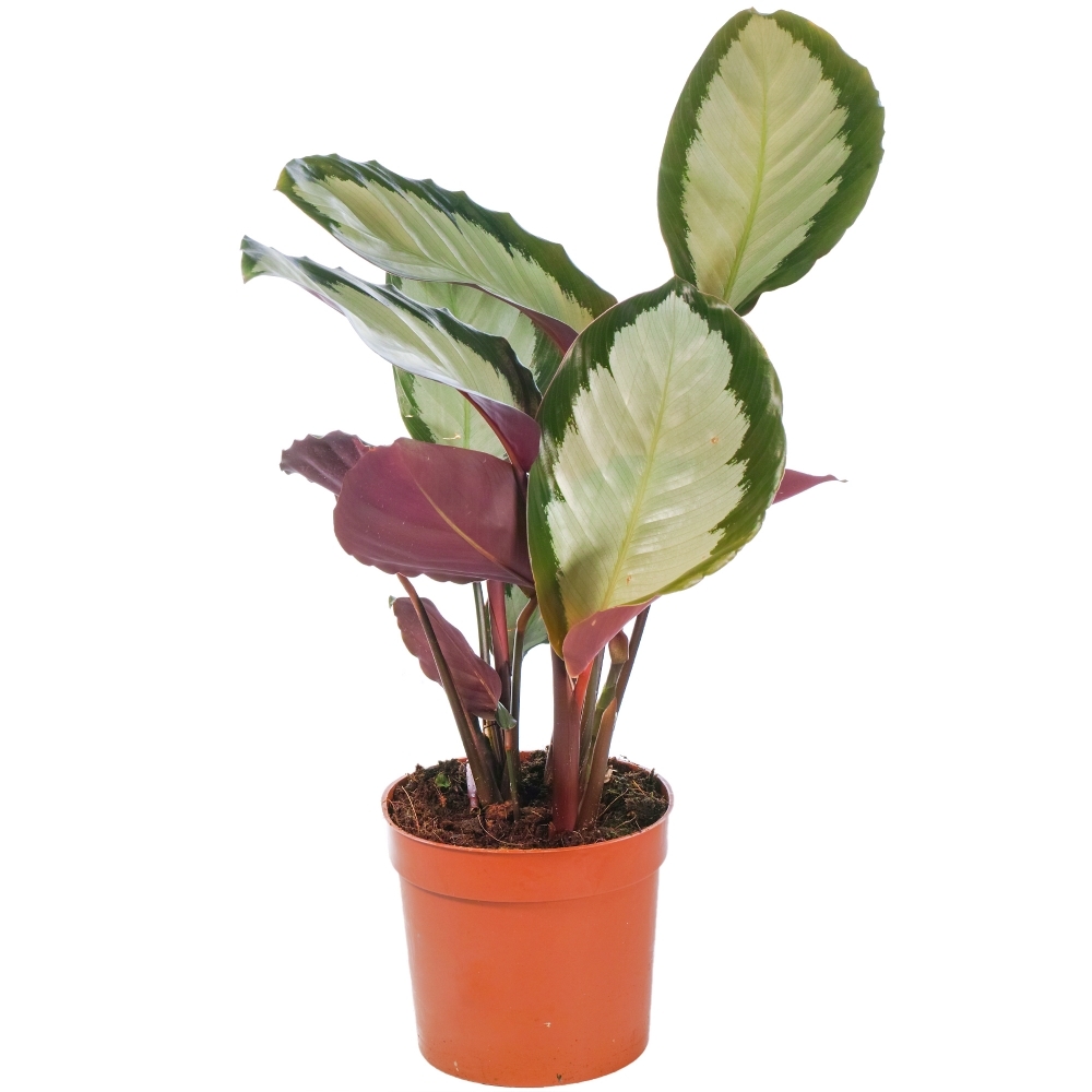 Dua Çiçeği - Calathea Picturata Dua Çiçeği - Calathea Picturata
