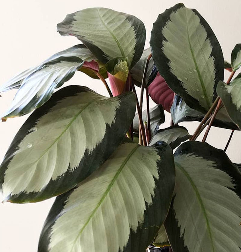 Dua Çiçeği - Calathea Picturata Dua Çiçeği - Calathea Picturata