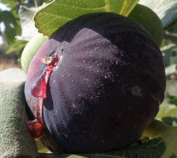 Dürdane ( Bursa Siyahı) İncir Fidanı Tüplü Dürdane ( Bursa Siyahı) İncir Fidanı Tüplü