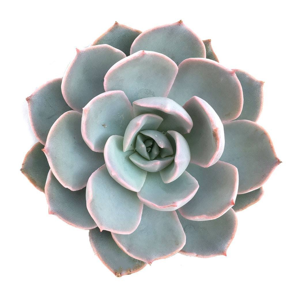 Echeveria Morning Beauty - Sabah Güzeli Sukulent 50 Adet