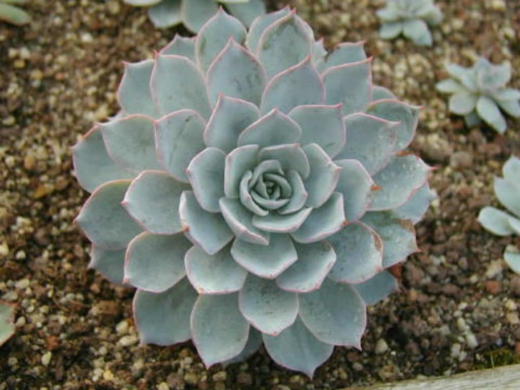 Echeveria Morning Beauty - Sabah Güzeli Sukulent 50 Adet