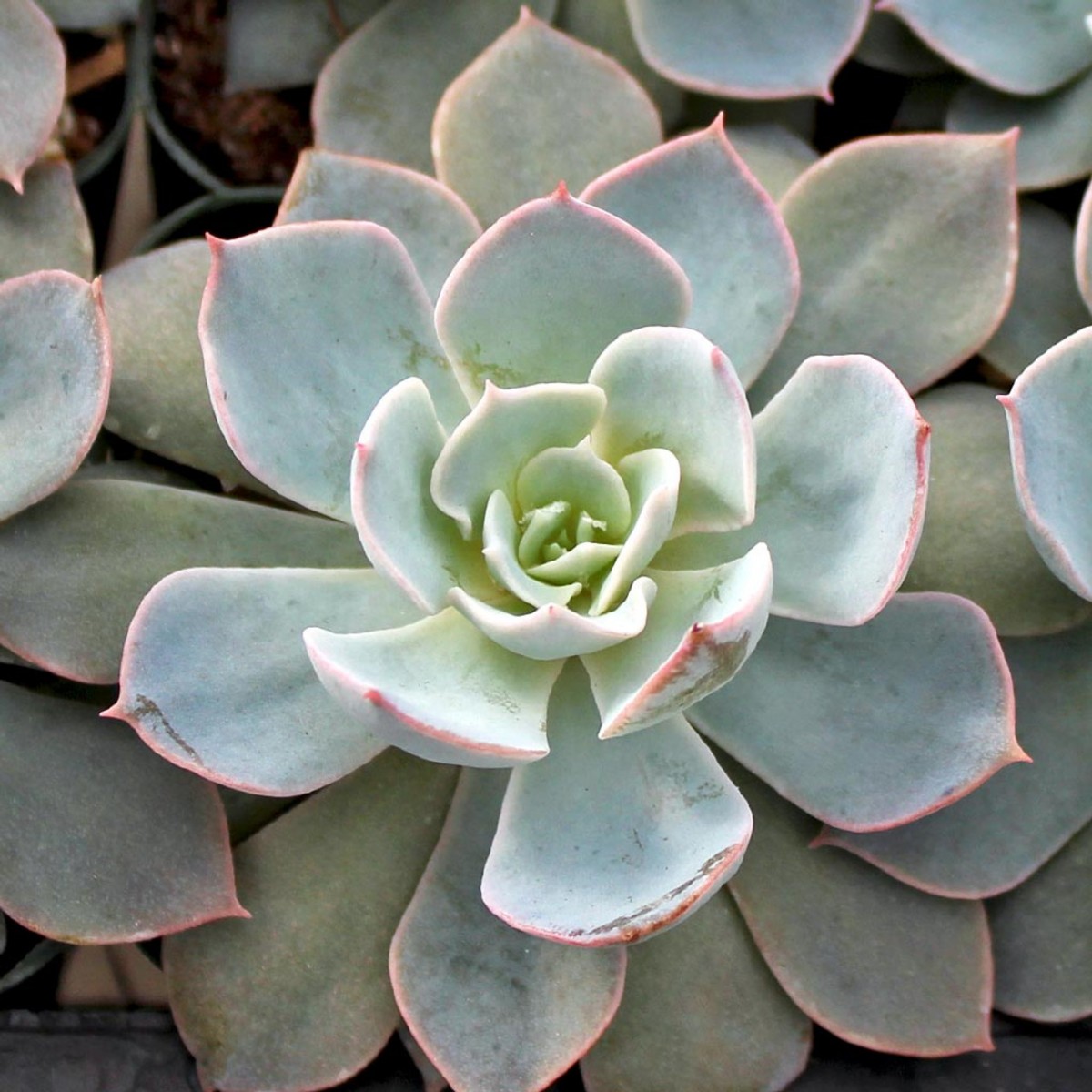 Echeveria Morning Beauty - Sabah Güzeli Sukulent 50 Adet