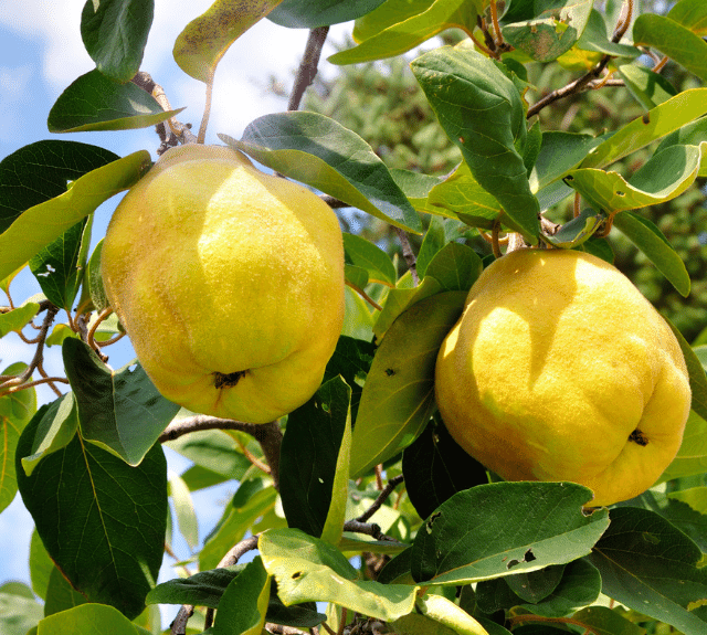 Ekmek Ayvası Fidanı 3 Yaş Tüplü ve Aşılı 5 Adet