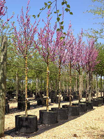 Erguvan Ağacı (Cercis siliquastrum) 3 Adet